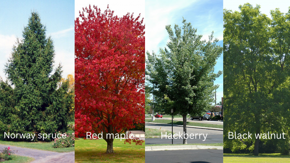 tree species
