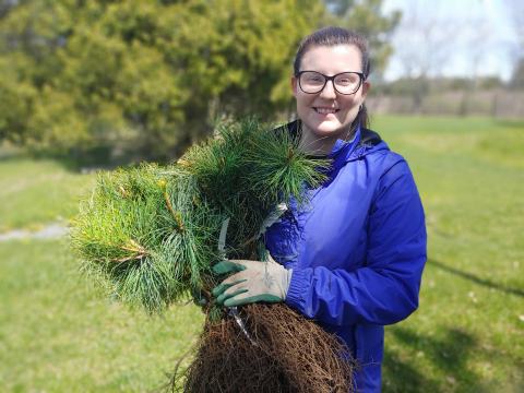 RRCA Stewardship Coordinator Jessica Herrington displays white pine seedlings, one of the species being offered during the Tree Giveaway.