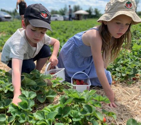 avonmore berry farm