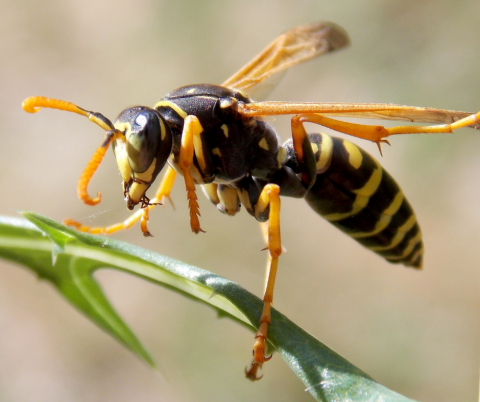 A wasp.