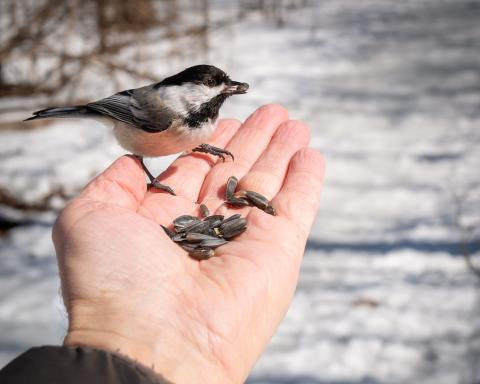 A hiker feeds a black-capped chickadee at Gray's Creek Conservation Area.