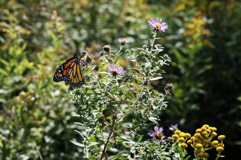 A monarch feeds on nectar from an aster flower at Cooper Marsh Conservation Area.