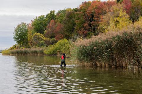 A River Institute staff captures the GPS coordinates for a patch of invasive phragmites near Long Sault. Photo by Stephany Hildebrand.