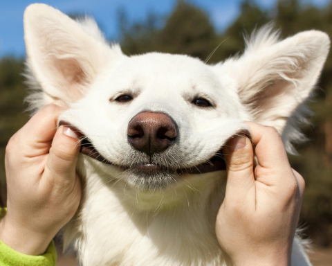 smiling dog