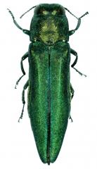 Emeral ash borer